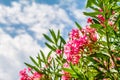 Beautiful outdoor shrub plant with pink flowers Oleander Royalty Free Stock Photo