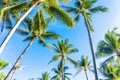 Beautiful outdoor tropical nature with coconut palm tree leaf on blue sky Royalty Free Stock Photo