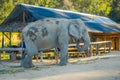 Beautiful outdoor view of huge elephant pachyderm walking close to a wooden hut located inside of Jungle Sanctuary in