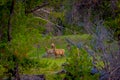 Beautiful outdoor view of white-tailed family deer Yellowstone National Park Royalty Free Stock Photo