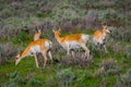 Beautiful outdoor view of white-tailed family deer Yellowstone National Park Royalty Free Stock Photo