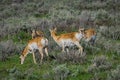 Beautiful outdoor view of white-tailed family deer Yellowstone National Park