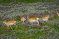 Beautiful outdoor view of white-tailed family deer Yellowstone National Park