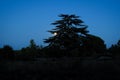 Silhouette of cedar cedrus tree against blue sky with full moon Royalty Free Stock Photo