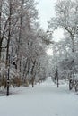 Winter park in Lviv city, Ukraine Royalty Free Stock Photo