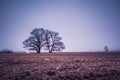 A beautiful overcast spring morning no Northern Europe. Springtime landscape with trees. Royalty Free Stock Photo