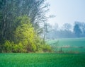 A beautiful overcast spring morning no Northern Europe. Springtime landscape with trees. Royalty Free Stock Photo