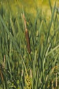 Thickets of narrow-leaved cattail on the shore of the pond 1833. Royalty Free Stock Photo