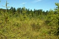 Beautiful overgrown lush bog in brighton new york in late summer Royalty Free Stock Photo