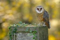 Beautiful owl in nature green habitat. Nice bird barn owl, Tito alba, sitting on stone fence in forest cemetery, nice blurred ligh Royalty Free Stock Photo