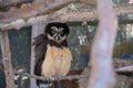 Beautiful owl sitting on a branch of wood with an unenthusiastic look on its face Royalty Free Stock Photo