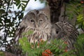 Beautiful owls in the park Royalty Free Stock Photo