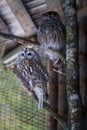 Beautiful owls in the park Royalty Free Stock Photo