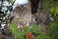 Beautiful owls in the park Royalty Free Stock Photo