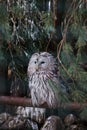 Beautiful owls in the park Royalty Free Stock Photo