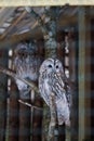 Beautiful owls in the park Royalty Free Stock Photo
