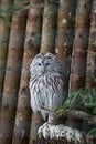 Beautiful owls in the park Royalty Free Stock Photo