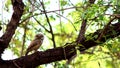 Beautiful Own Staring while sitting on a branch