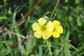 The beautiful Oxalis pes-caprae flower in garden Royalty Free Stock Photo