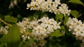 Oxythyrea funesta on bird cherry flowers