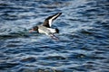 Beautiful oystercatcher bird flying over clear blue fjord Royalty Free Stock Photo