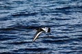 Beautiful oystercatcher bird flying over clear blue fjord Royalty Free Stock Photo