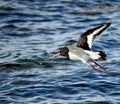 Beautiful oystercatcher bird flying over clear blue fjord water Royalty Free Stock Photo