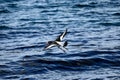 Beautiful oystercatcher bird flying over clear blue fjord water Royalty Free Stock Photo