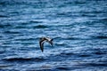 Beautiful oystercatcher bird flying over clear blue fjord water Royalty Free Stock Photo