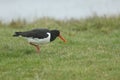 A pretty Oystercatcher, Haematopus ostralegus, serching for food in a field on a dark rainy day in the UK. Royalty Free Stock Photo