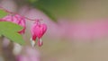 Beautiful pacific bleeding heart dicentra formosa in daylight. Seasonal spring flowers. Slow motion.