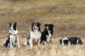A beautiful pack of obedient dogs - Border Collies in several ages from the young dog to the senior