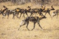 Wild African Dogs hunting