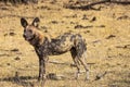 Wild African Dogs hunting