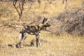 Wild African Dogs hunting