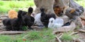 The beautiful pact of Silkie or fur chicken in park