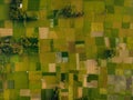 Beautiful Paddy field in Manikganj, Bangladesh