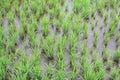 Beautiful paddy field in rainy season