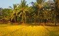 Beautiful paddy field