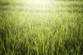Beautiful paddy fields with dew drops at sunrise Royalty Free Stock Photo