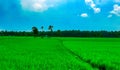Beautiful paddy rice fields and coconut plantations along side the Godavari river, Andhrapradesh, India