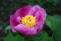 Beautiful Paeonia anomala flowers in all its glory in the garden Royalty Free Stock Photo