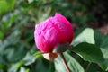 Beautiful Paeonia anomala flowers in all its glory in the garden Royalty Free Stock Photo