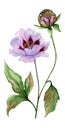 Beautiful Paeonia suffruticosa Chinese peony flower on a stem with green leaves. Pink and purple flower isolated.