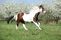 Beautiful paint horse running in front of flowering trees