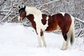 Beautiful paint vanner draft horse in winter snow park Royalty Free Stock Photo