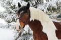 Beautiful paint vanner draft horse in winter snow park Royalty Free Stock Photo