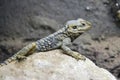 Beautiful Painted Dragon reptile Stellagama Stellio Brachydactyla on rock