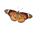 Beautiful painted lady butterfly isolated Royalty Free Stock Photo