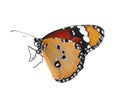 Beautiful painted lady butterfly isolated Royalty Free Stock Photo